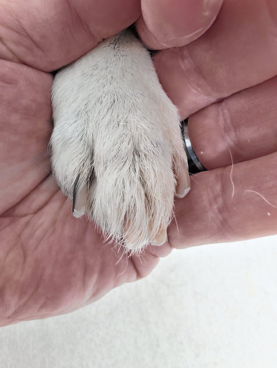 The same paw after the appointment, nails short and sculpted