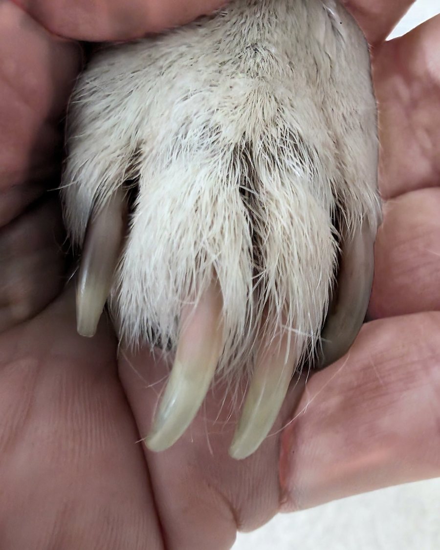 Noah's paw before his appointment, with long nails curling past the toes